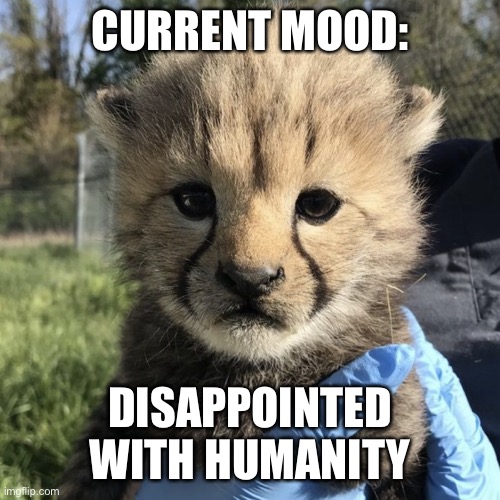 Disappointed cub is disappointed in you | CURRENT MOOD:; DISAPPOINTED WITH HUMANITY | image tagged in cheetah cub smithsonian  national zoo echos cub | made w/ Imgflip meme maker