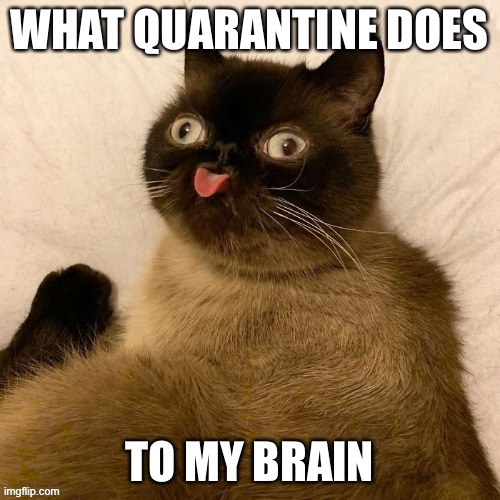 WHAT QUARANTINE DOES; TO MY BRAIN | image tagged in funny cats,memes,quarantine | made w/ Imgflip meme maker