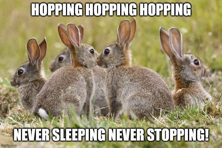 hopping hopping hopping never sleeping never stopping! | HOPPING HOPPING HOPPING; NEVER SLEEPING NEVER STOPPING! | image tagged in brown rabbits | made w/ Imgflip meme maker