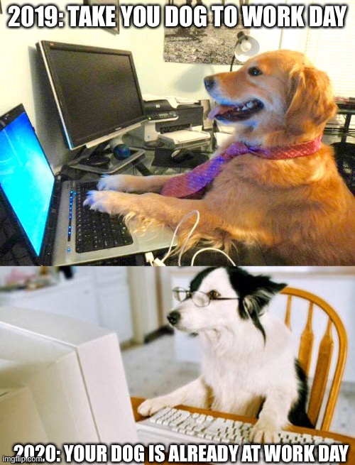 2019: TAKE YOU DOG TO WORK DAY; 2020: YOUR DOG IS ALREADY AT WORK DAY | image tagged in dog computer | made w/ Imgflip meme maker