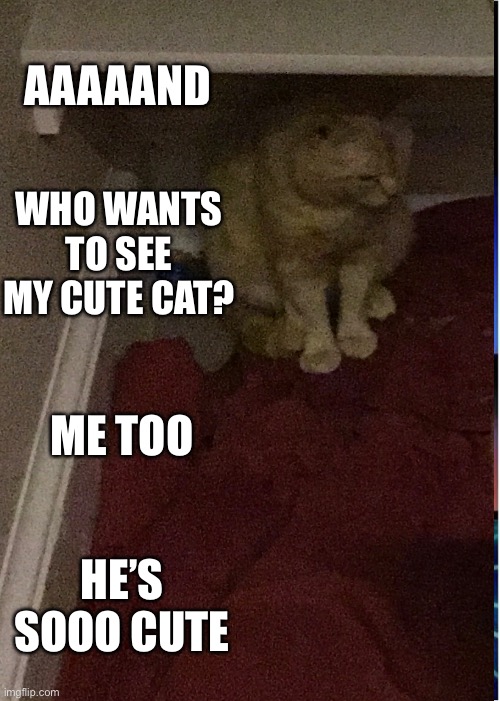 This is my cat | AAAAAND; WHO WANTS TO SEE MY CUTE CAT? ME TOO; HE’S SOOO CUTE | made w/ Imgflip meme maker