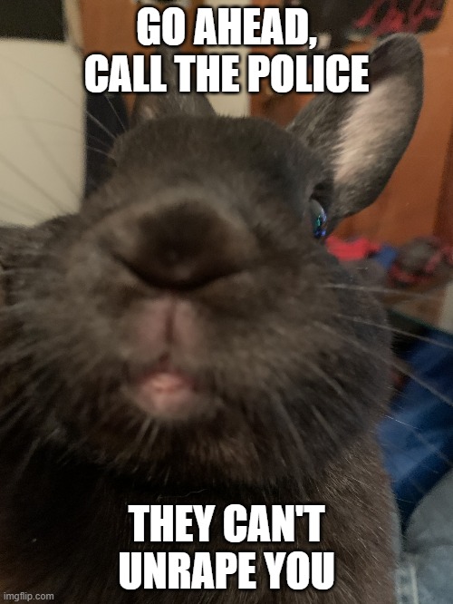 My Pet Rabbit Otis | GO AHEAD,
CALL THE POLICE; THEY CAN'T
UNRAPE YOU | image tagged in pet rabbit,otis | made w/ Imgflip meme maker