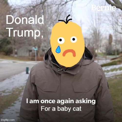I just want a cat... | Donald Trump, For a baby cat | image tagged in memes,bernie i am once again asking for your support | made w/ Imgflip meme maker