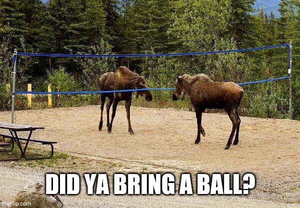 MOOSE VOLLEYBALL | DID YA BRING A BALL? | image tagged in moose,volleyball | made w/ Imgflip meme maker