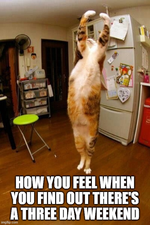 3 Day Weekend | HOW YOU FEEL WHEN YOU FIND OUT THERE'S A THREE DAY WEEKEND | image tagged in long weekend,cat | made w/ Imgflip meme maker