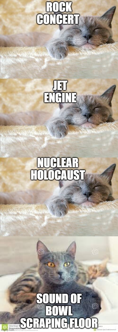 Things Cats Hear |  ROCK CONCERT; JET ENGINE; NUCLEAR HOLOCAUST; SOUND OF BOWL SCRAPING FLOOR | image tagged in cats,decibel noise | made w/ Imgflip meme maker