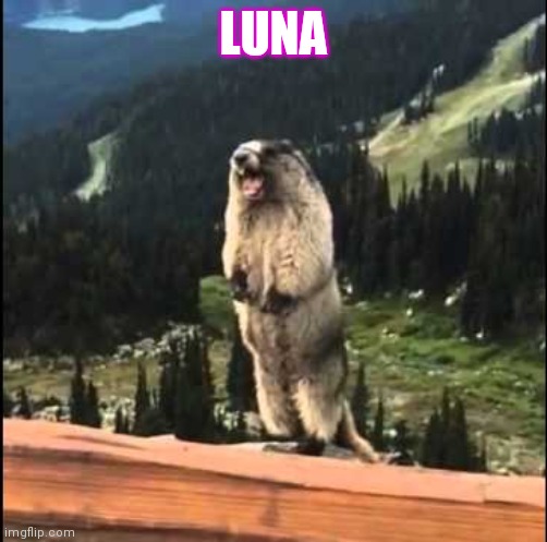 Screaming beaver | LUNA | image tagged in screaming beaver | made w/ Imgflip meme maker