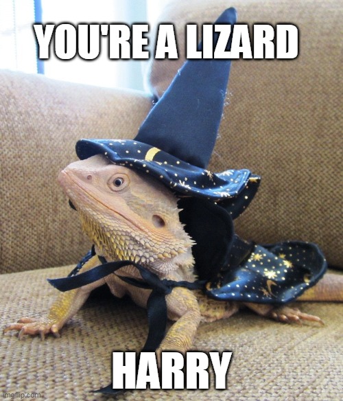 Harry you're a lizard | YOU'RE A LIZARD; HARRY | image tagged in lizards,harry potter | made w/ Imgflip meme maker