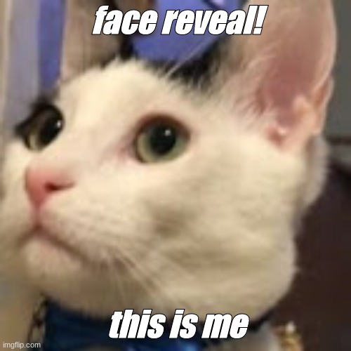 le cat | face reveal! this is me | image tagged in le cat | made w/ Imgflip meme maker