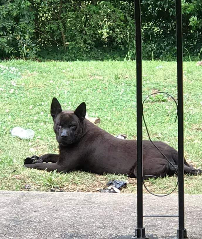 Unimpressed dog Blank Meme Template