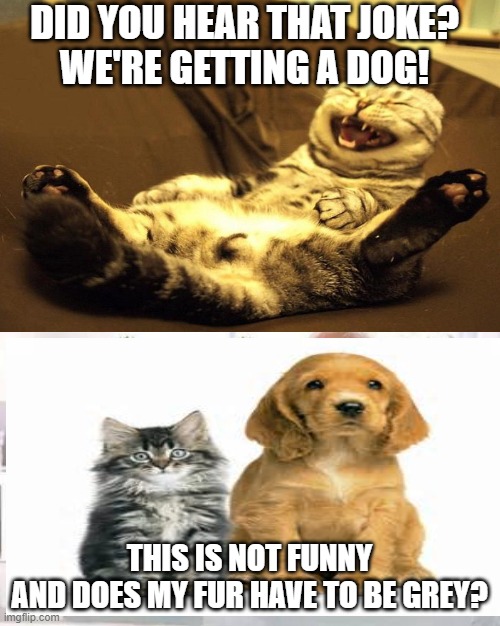 . | DID YOU HEAR THAT JOKE?
WE'RE GETTING A DOG! THIS IS NOT FUNNY
AND DOES MY FUR HAVE TO BE GREY? | image tagged in cats | made w/ Imgflip meme maker