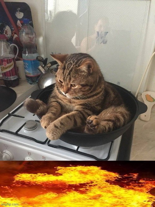 FRYING PAN CAT | image tagged in frying pan cat | made w/ Imgflip meme maker