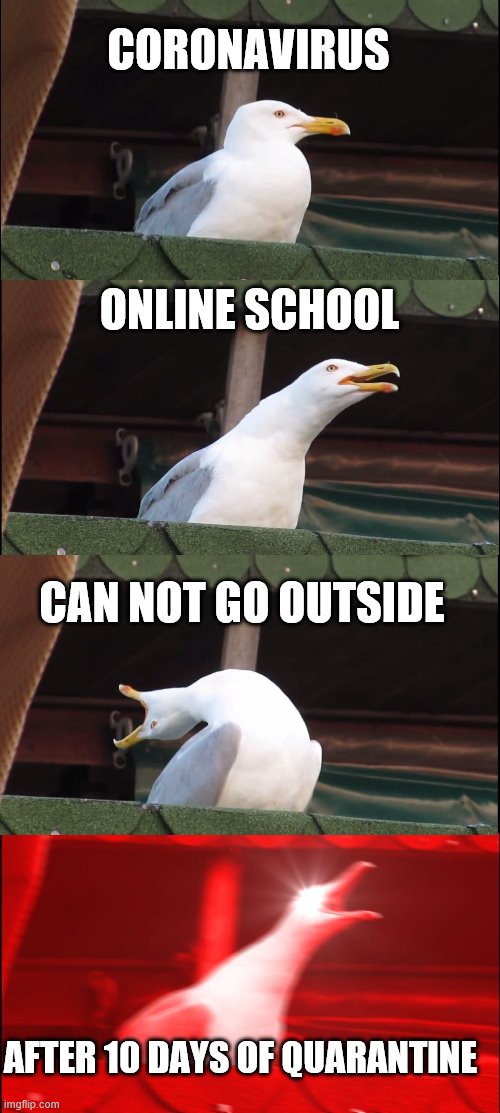 Inhaling Seagull | CORONAVIRUS; ONLINE SCHOOL; CAN NOT GO OUTSIDE; AFTER 10 DAYS OF QUARANTINE | image tagged in memes,inhaling seagull | made w/ Imgflip meme maker