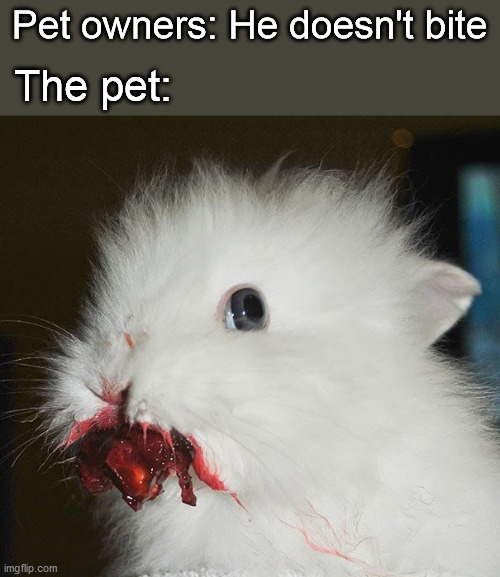 Pet owners: He doesn't bite; The pet: | image tagged in cute bunny,strawberry,pets | made w/ Imgflip meme maker
