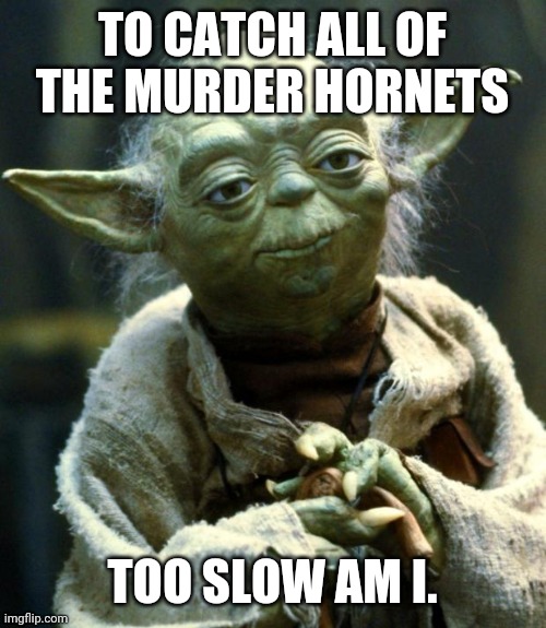 Star Wars Yoda | TO CATCH ALL OF THE MURDER HORNETS; TOO SLOW AM I. | image tagged in memes,star wars yoda,old people | made w/ Imgflip meme maker