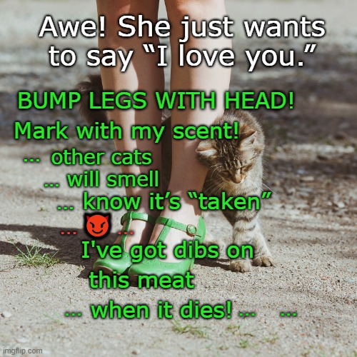 It's mine | Awe! She just wants to say “I love you.”; BUMP LEGS WITH HEAD! Mark with my scent! other cats … will smell; …; … know it’s “taken” 
😈                  
I've got dibs on; …     …; this meat; when it dies! …                    …   … | image tagged in marking territory | made w/ Imgflip meme maker