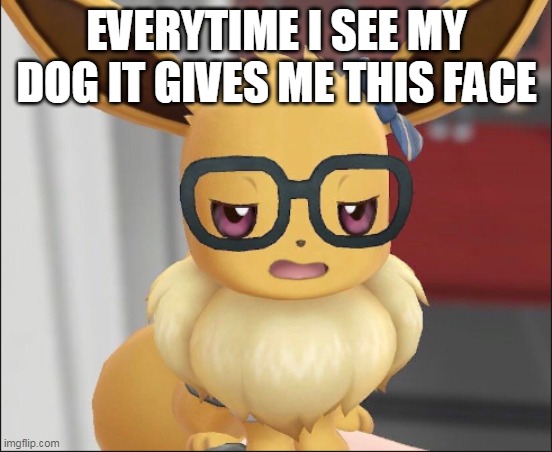 MY DOG IS AN EEVEE!! | EVERYTIME I SEE MY DOG IT GIVES ME THIS FACE | image tagged in unimpressed eevee | made w/ Imgflip meme maker