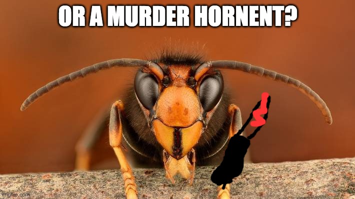 Murder Hornet | OR A MURDER HORNENT? | image tagged in murder hornet | made w/ Imgflip meme maker
