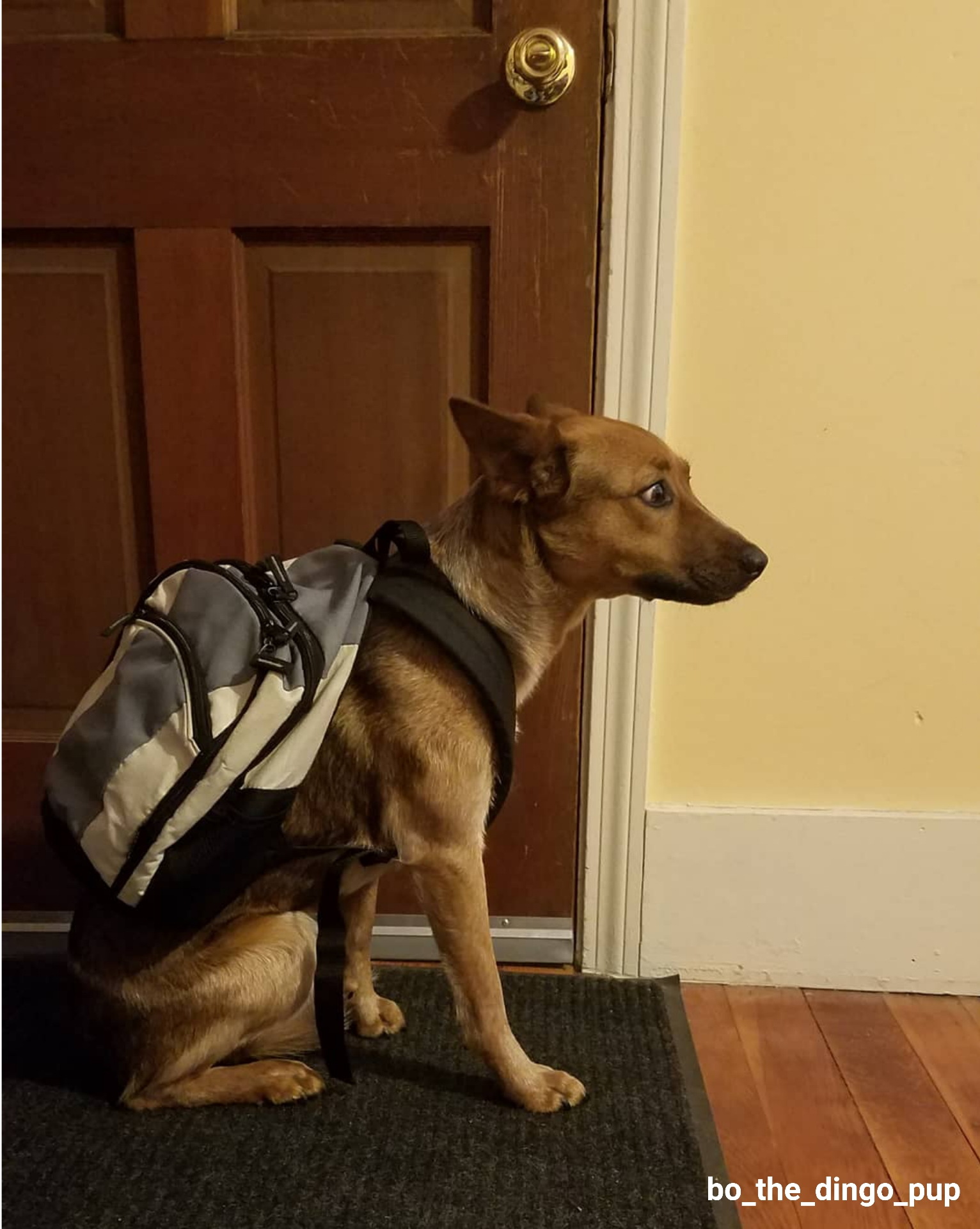 High Quality Dog wearing backpack Blank Meme Template