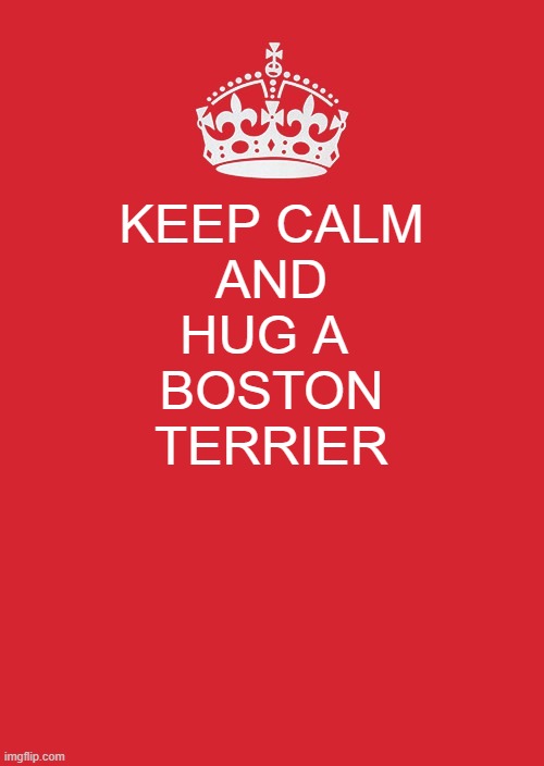 Keep Calm And Carry On Red | KEEP CALM
AND
HUG A 
BOSTON
TERRIER | image tagged in memes,keep calm and carry on red | made w/ Imgflip meme maker
