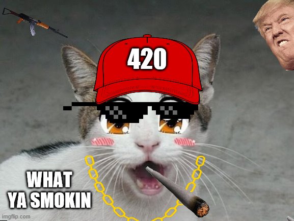 420 CAT | 420; WHAT YA SMOKIN | image tagged in donald trump | made w/ Imgflip meme maker