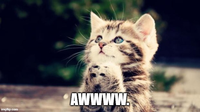 Cute kitten | AWWWW. | image tagged in cute kitten | made w/ Imgflip meme maker