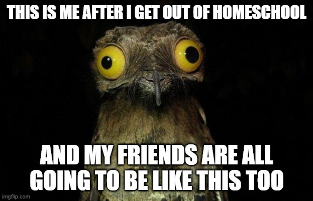 Weird Stuff I Do Potoo Meme | THIS IS ME AFTER I GET OUT OF HOMESCHOOL AND MY FRIENDS ARE ALL GOING TO BE LIKE THIS TOO | image tagged in memes,weird stuff i do potoo | made w/ Imgflip meme maker