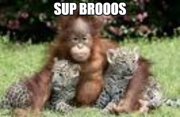 broooos | SUP BROOOS | image tagged in family,ape | made w/ Imgflip meme maker