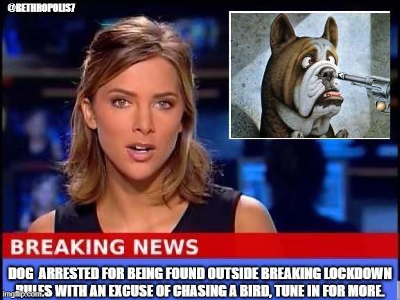 Off to doggie jail | @BETHROPOLIS7; DOG  ARRESTED FOR BEING FOUND OUTSIDE BREAKING LOCKDOWN RULES WITH AN EXCUSE OF CHASING A BIRD, TUNE IN FOR MORE. | image tagged in dog,arrested,breaking news,bethropolis,funny | made w/ Imgflip meme maker
