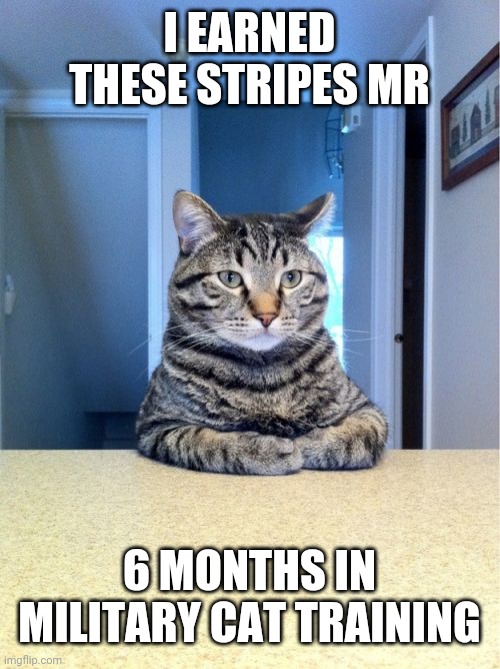 Take A Seat Cat | I EARNED THESE STRIPES MR; 6 MONTHS IN MILITARY CAT TRAINING | image tagged in memes,take a seat cat | made w/ Imgflip meme maker