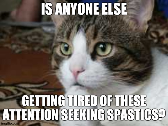Ponder cat | IS ANYONE ELSE GETTING TIRED OF THESE ATTENTION SEEKING SPASTICS? | image tagged in ponder cat | made w/ Imgflip meme maker