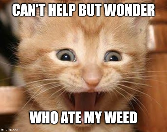 Excited Cat Meme CAN'T HELP BUT WONDER; WHO ATE MY WEED image tagged i...