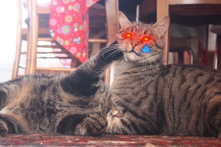 Adult cats play fighting | image tagged in adult cats play fighting | made w/ Imgflip meme maker