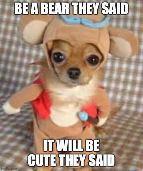 Costume doggo | BE A BEAR THEY SAID; IT WILL BE CUTE THEY SAID | image tagged in cute,hilarious | made w/ Imgflip meme maker