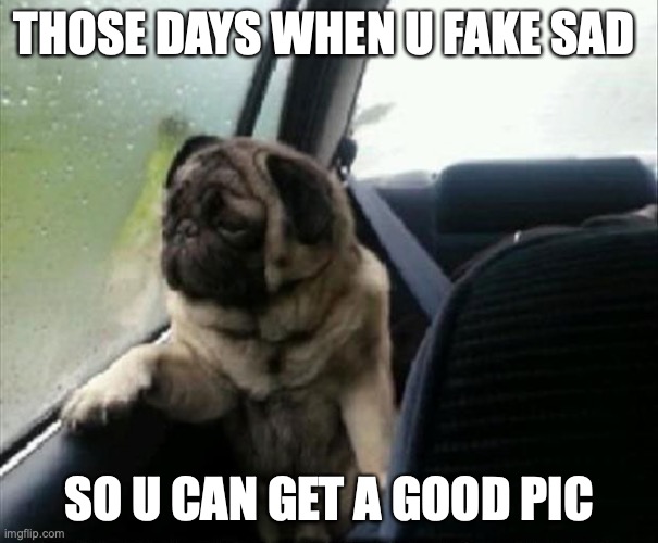 Photogenic dog | THOSE DAYS WHEN U FAKE SAD; SO U CAN GET A GOOD PIC | image tagged in funny memes | made w/ Imgflip meme maker