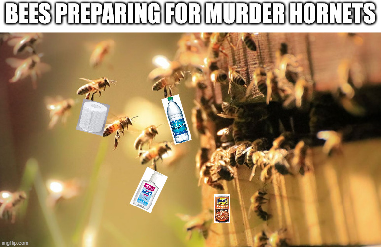 BEES PREPARING FOR MURDER HORNETS | image tagged in bees | made w/ Imgflip meme maker