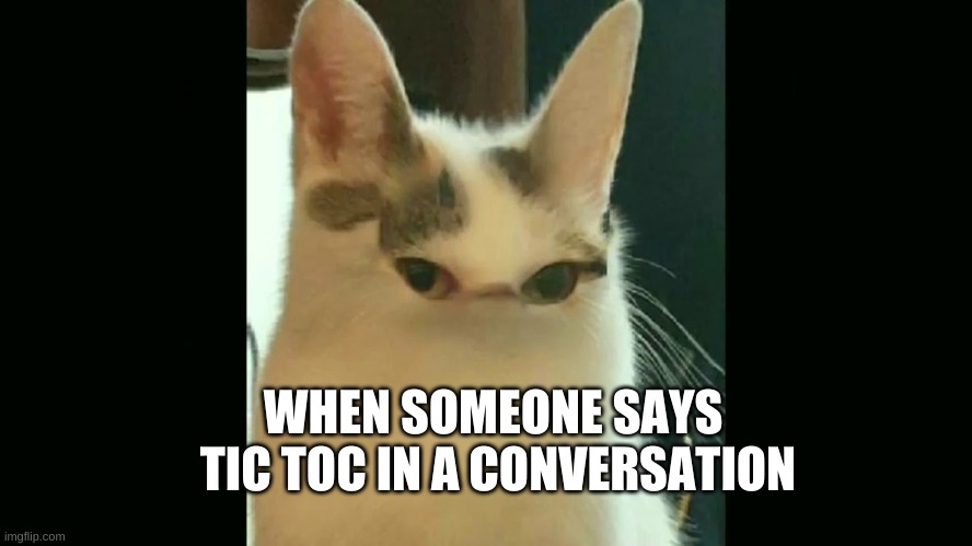 cat | WHEN SOMEONE SAYS  TIC TOC IN A CONVERSATION | image tagged in communist | made w/ Imgflip meme maker