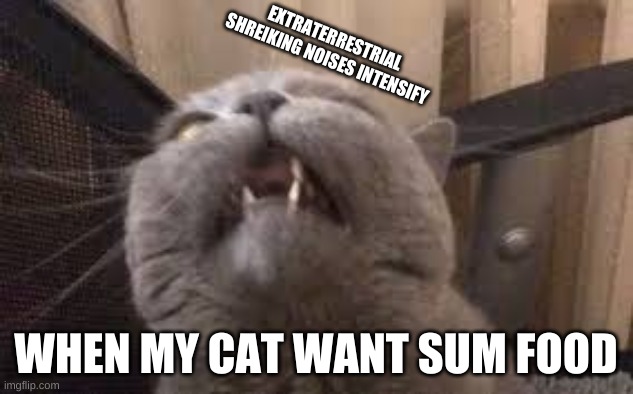 cat | EXTRATERRESTRIAL SHREIKING NOISES INTENSIFY; WHEN MY CAT WANT SUM FOOD | image tagged in communist | made w/ Imgflip meme maker