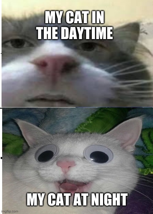 cat | MY CAT IN THE DAYTIME; MY CAT AT NIGHT | image tagged in cat | made w/ Imgflip meme maker