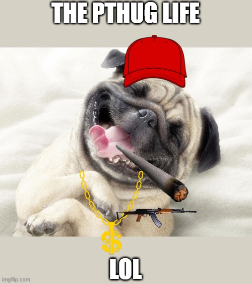 Pug thug meme cuz in bored | THE PTHUG LIFE; LOL | image tagged in funny pug,pug,pug life,thug life,pthug | made w/ Imgflip meme maker