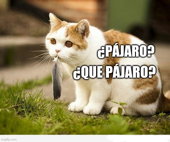 Spanish Bird Excuse | ¿PÁJARO? ¿QUE PÁJARO? | image tagged in funny | made w/ Imgflip meme maker