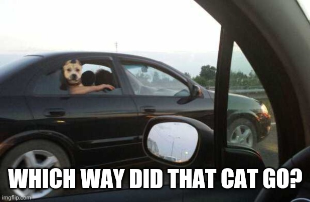GET THE KITTY | WHICH WAY DID THAT CAT GO? | image tagged in dog,funny dogs | made w/ Imgflip meme maker