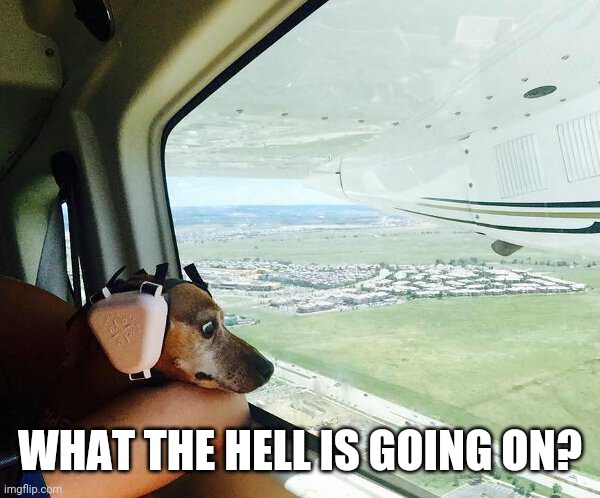 TOO HIGH FOR DOGGIE | WHAT THE HELL IS GOING ON? | image tagged in dogs,funny dogs | made w/ Imgflip meme maker