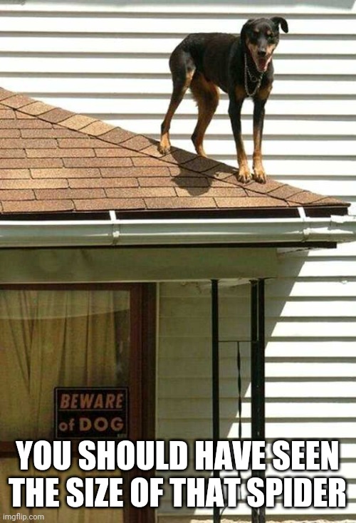 SCARED DOG | YOU SHOULD HAVE SEEN THE SIZE OF THAT SPIDER | image tagged in dogs,funny dogs | made w/ Imgflip meme maker