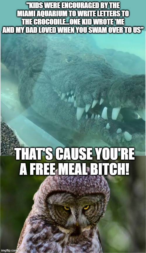 Send the Croc Some Love | "KIDS WERE ENCOURAGED BY THE MIAMI AQUARIUM TO WRITE LETTERS TO THE CROCODILE...ONE KID WROTE 'ME AND MY DAD LOVED WHEN YOU SWAM OVER TO US"; THAT'S CAUSE YOU'RE A FREE MEAL BITCH! | image tagged in seriously owl | made w/ Imgflip meme maker