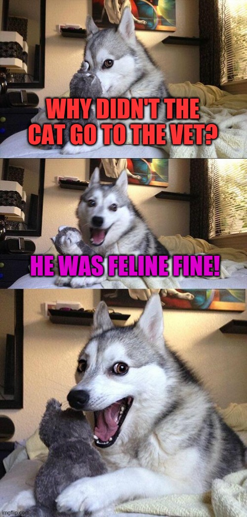 Bad Pun Dog Meme | WHY DIDN'T THE CAT GO TO THE VET? HE WAS FELINE FINE! | image tagged in memes,bad pun dog | made w/ Imgflip meme maker