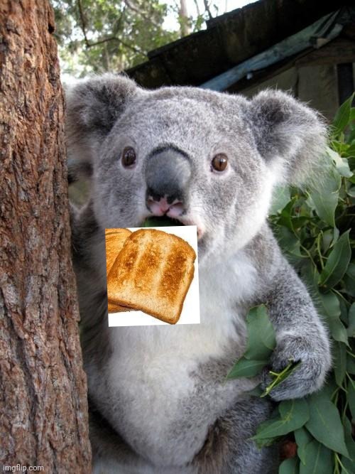 Surprised Koala Meme | image tagged in memes,surprised koala | made w/ Imgflip meme maker