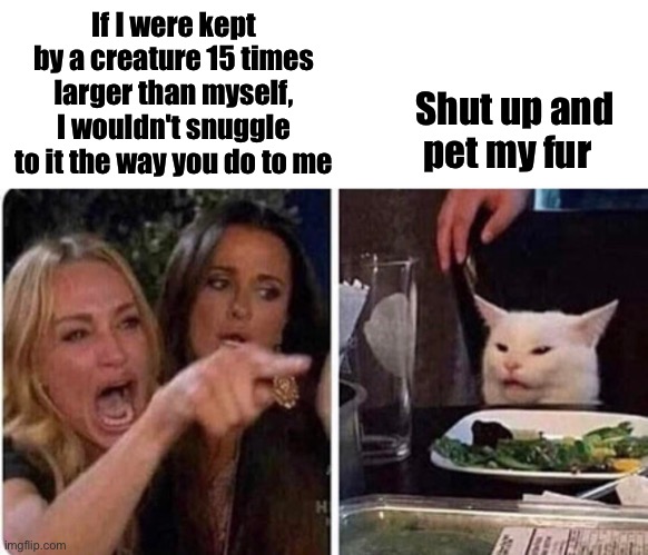 No fear cat | If I were kept by a creature 15 times larger than myself, I wouldn't snuggle to it the way you do to me; Shut up and pet my fur | image tagged in lady yelling at cat,funny cats | made w/ Imgflip meme maker