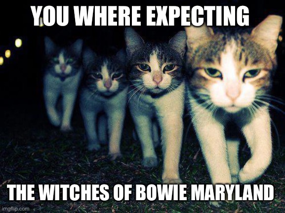 Wrong Neighboorhood Cats | YOU WHERE EXPECTING; THE WITCHES OF BOWIE MARYLAND | image tagged in memes,wrong neighboorhood cats | made w/ Imgflip meme maker