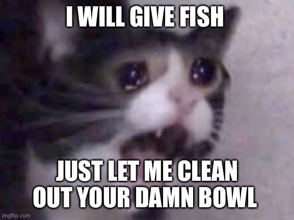 Cat Cry | I WILL GIVE FISH; JUST LET ME CLEAN OUT YOUR DAMN BOWL | image tagged in cat cry | made w/ Imgflip meme maker
